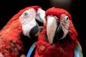 Corrientes fue sede de la Feria de Aves de Sudamérica