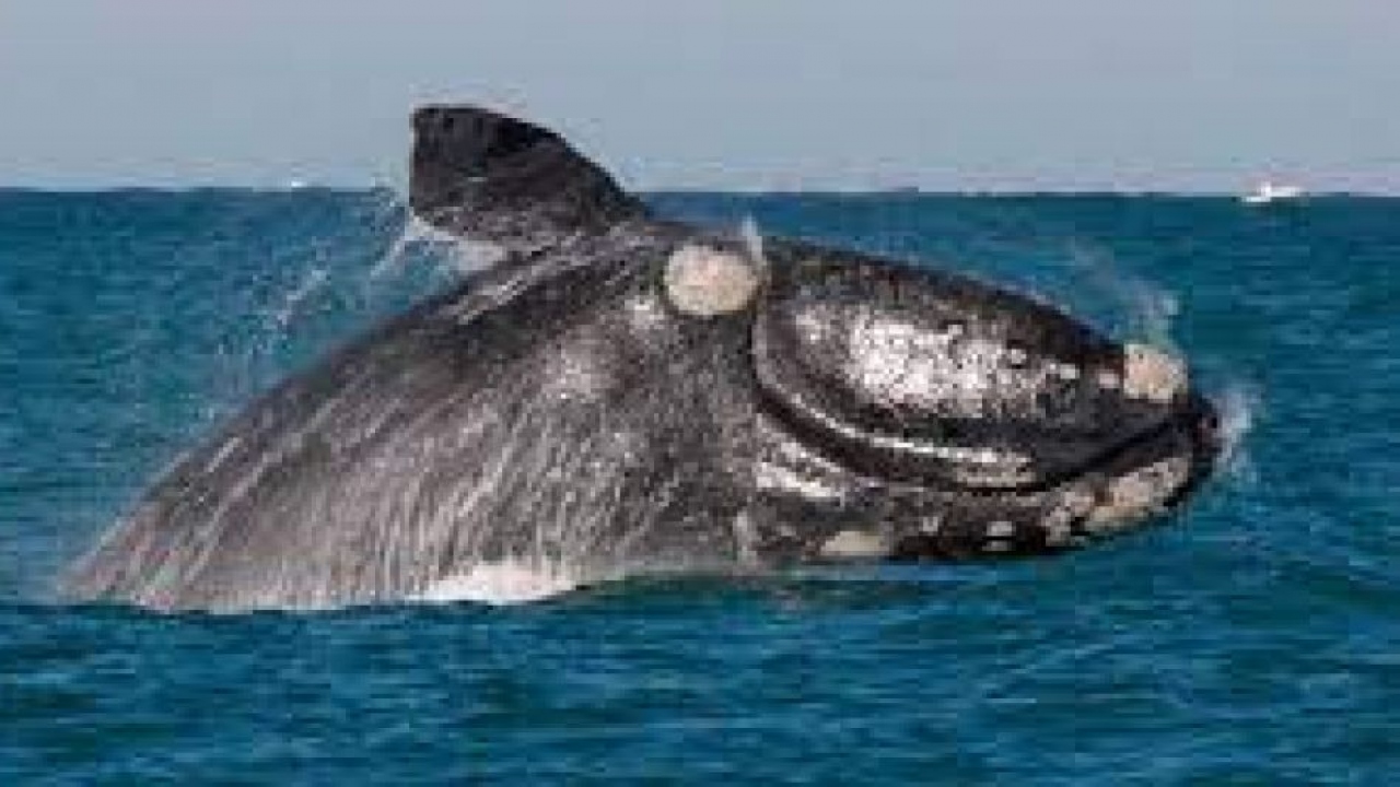 Mar del Plata ofrece avistaje de ballenas