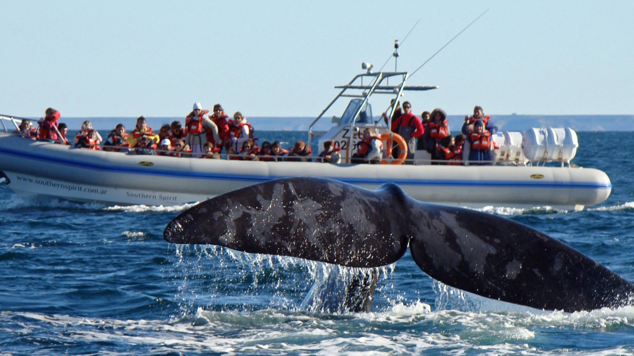 Chubut congeló sus tarifas para la temporada de ballenas 2025