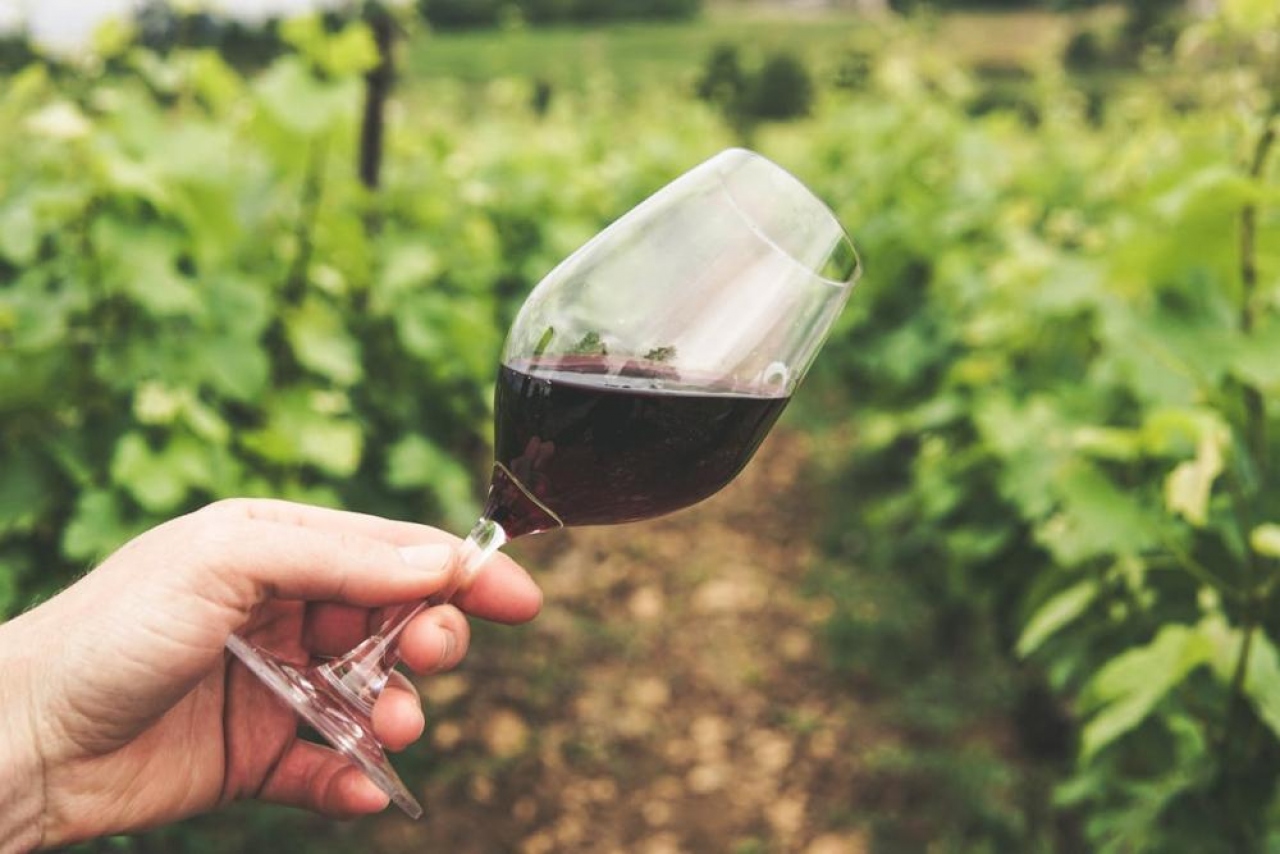 El enoturismo bonaerense crece con bodegas que combinan viñedos, gastronomía y paisajes