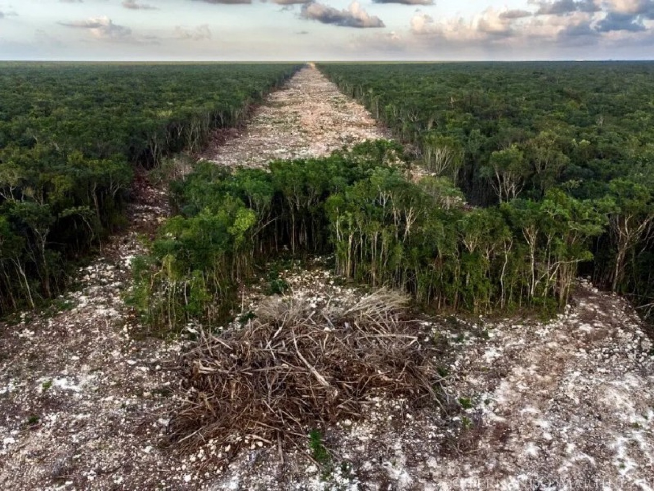 Greenpeace criticó el proyecto Tren Maya