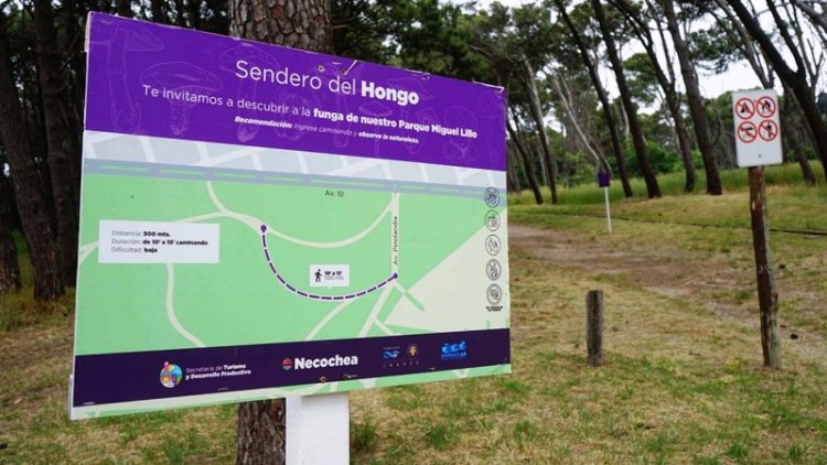 Necochea tiene el único sendero de hongos bonaerense