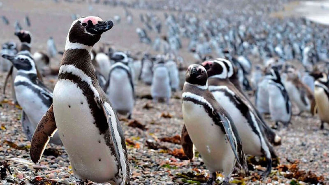 Ushuaia promovió el corredor turístico Patagonia Fantástica junto a El Calafate y Madryn