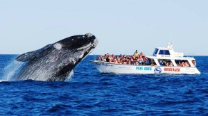 Tres provincias argentinas promocionarán su Corredor Turístico Patagónico