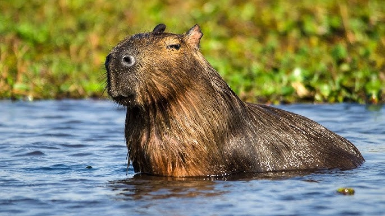 Esteros del Iberá combina desarrollo turístico con cuidado ambiental