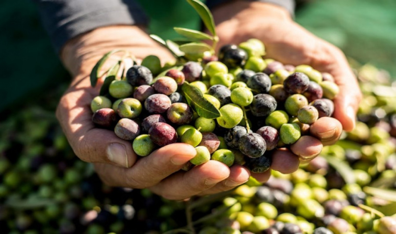 El Camino del Olivo le suma más atractivo a las sierras cordobesas