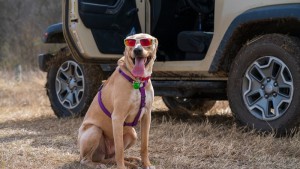 Consejos para vacacionar con tus mascotas