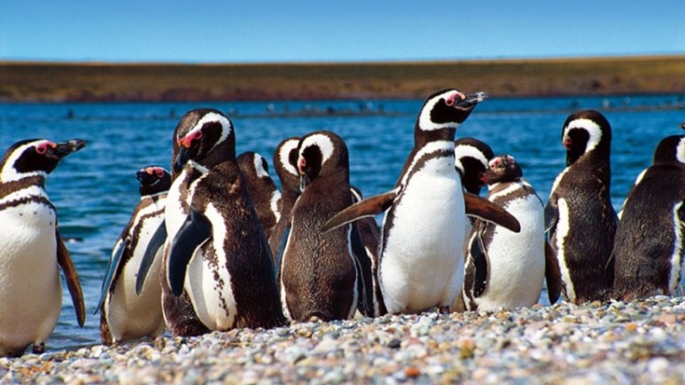 Ya se puede visitar la reserva natural de pingüinos de Punta Tombo