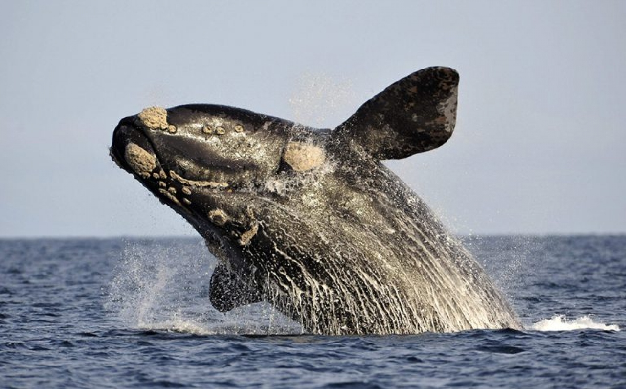 Comenzó la temporada de avistamiento de ballenas en Punta del Este