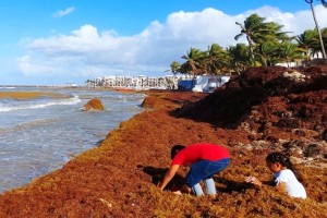 El sargazo daña al turismo caribeño