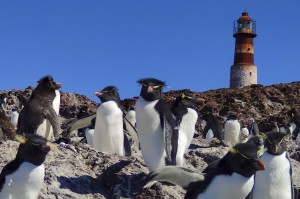 En Santa Cruz ya se disfruta la temporada de avistamiento de pingüinos